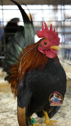 show-chickens